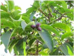 Công dụng của cây chiêu liêu