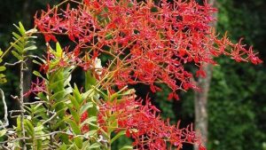 Công dụng của cây khô mộc