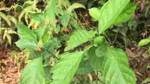 Hình ảnh lá cây bọ mẩy