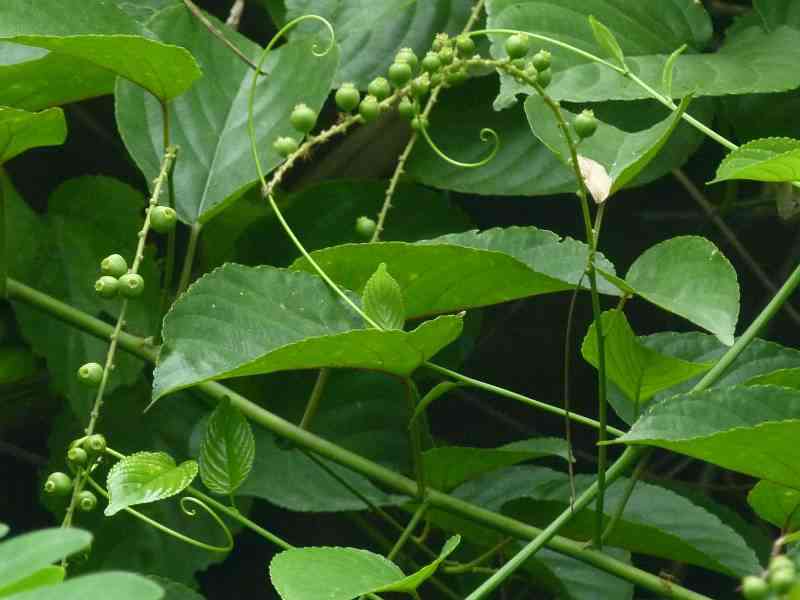 Công dụng của cây dây đòn gánh Gouania leptostachya DC