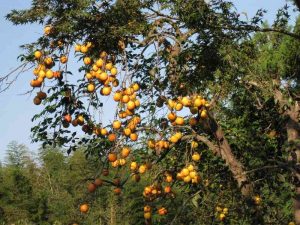 Công dụng của cây hồng rừng