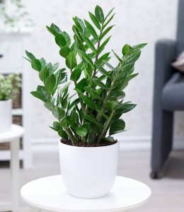 Giới thiệu về cây kim tiền