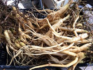 Công dụng của củ sâm dây tươi