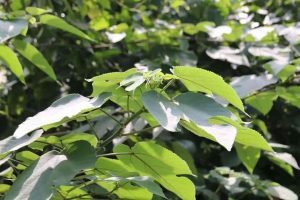 Cây câu thụ hay cây ráng