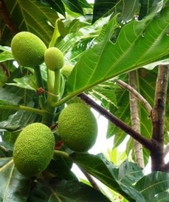 Công dụng của lá sa kê