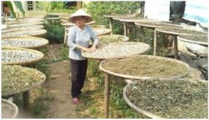 Cách phơi âm can là gì