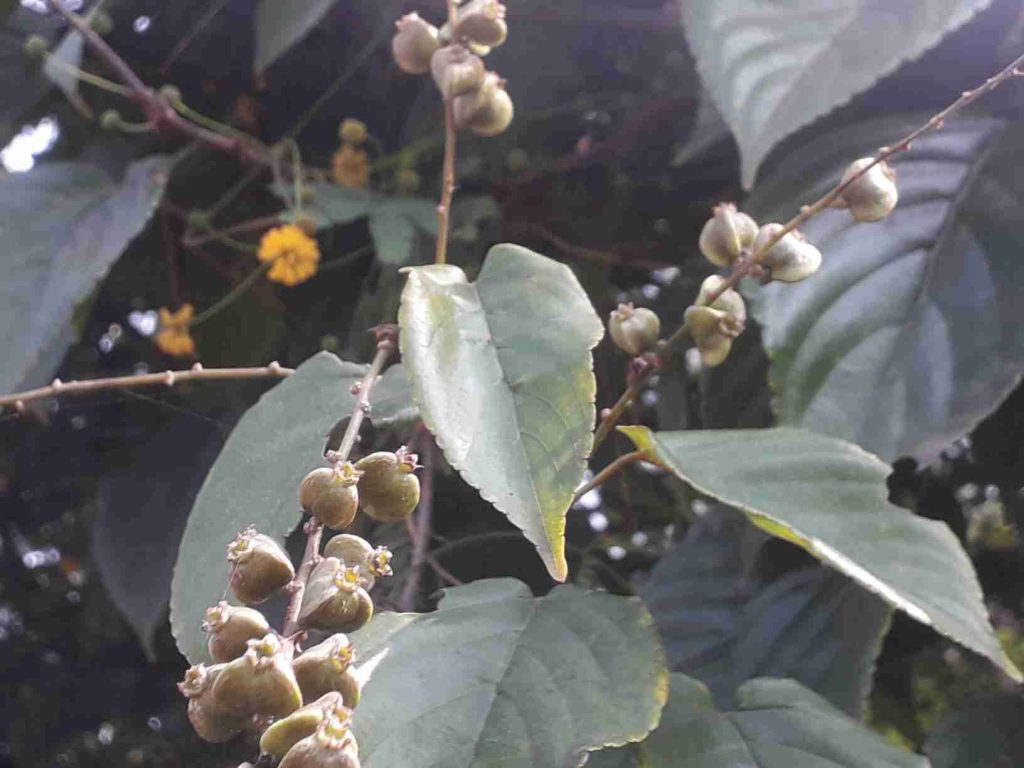 Quả dây đòn gánh Gouania leptostachya DC