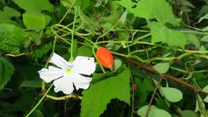 Dây cứt quạ hay quả hoa cây cứt quả