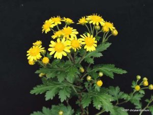 Công dụng của hoa cúc vàng