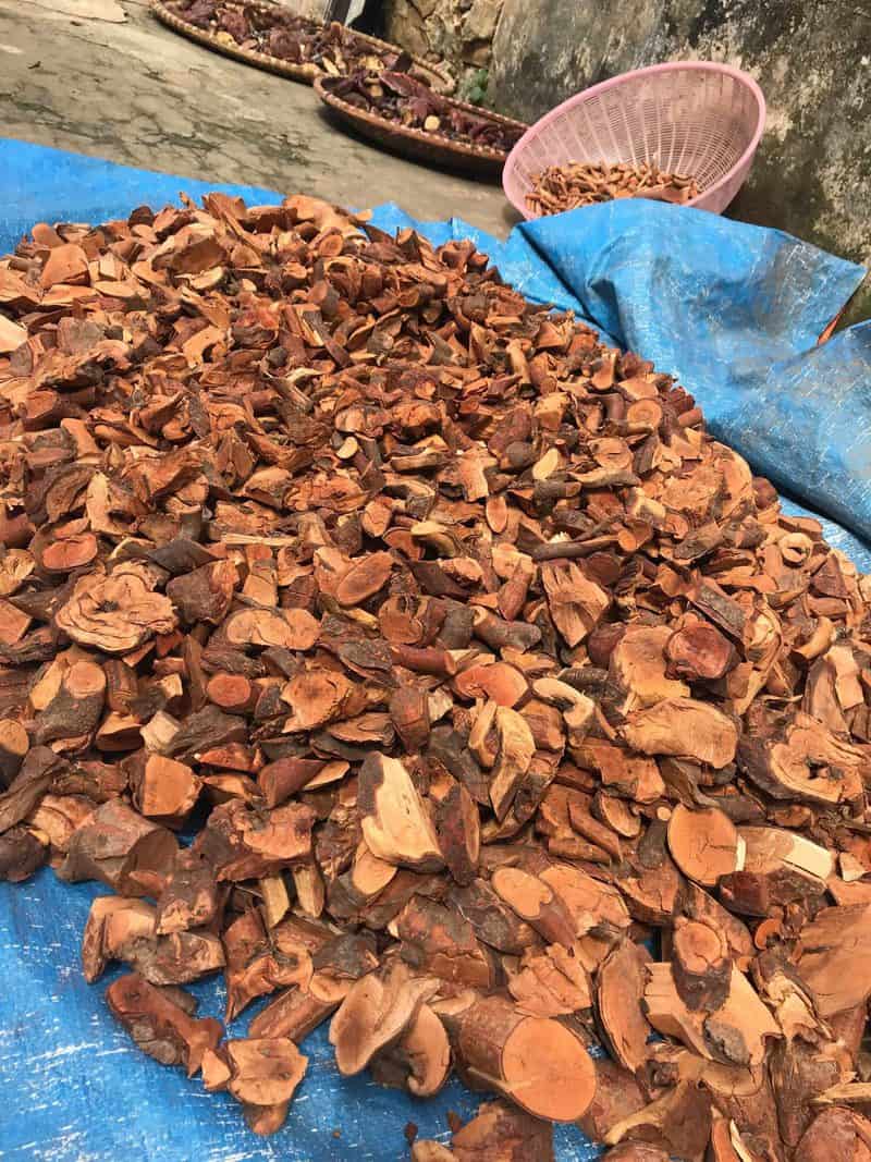 Rễ mú từn khô