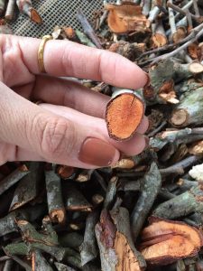 Hình ảnh cây tầm gửi gạo phơi khô