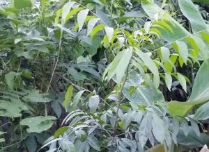 công dụng của cây mắc mật