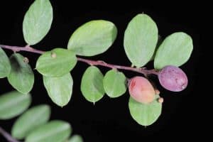 Công dụng của cây rung rúc