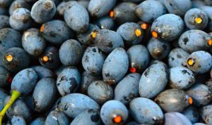 Quả trám cây thuốc giải rượu