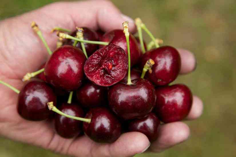 Quả cherry mang lại nhiều lợi ích cho sức khỏe