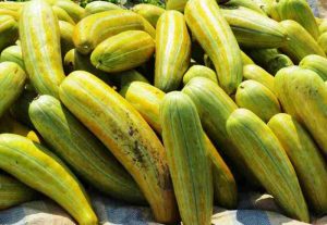 Dưa gang trái dài