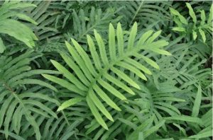 Dương xỉ (loài Polypodium Leucotomos)