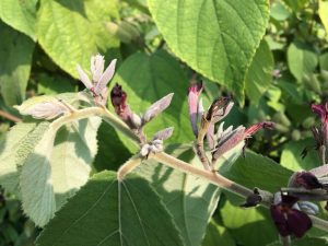 Nghiên cứu về cây an xoa