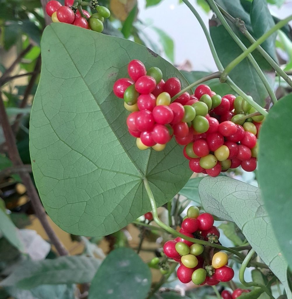 Quả dây lõi tiền
