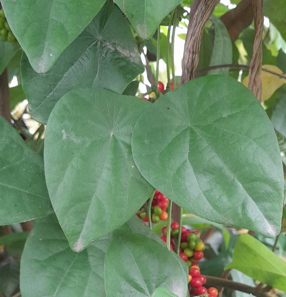 LÁ dây lõi tiền