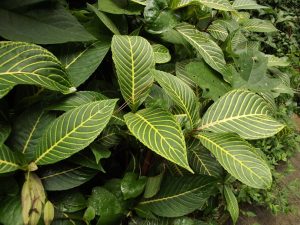 Công dụng của cây xăng sê hay cây khôi đốm