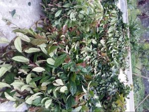 Uống lá xạ đen tươi hay khô thì tốt