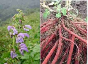 Cây và củ đan sâm