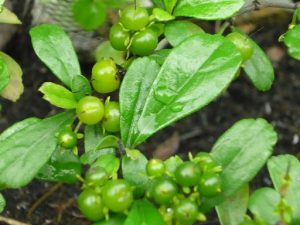 Hình ảnh cây bùm sụm