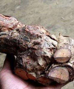 Kiếu nhiêu lỵ, sức chín trâu