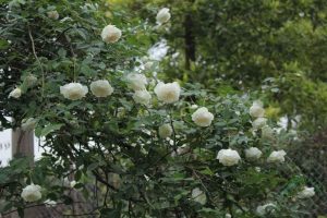 Cây hồng bạch ho