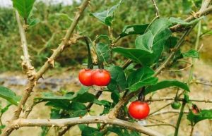 Những ai không nên uống cà gai leo