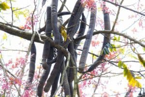 Cách ngâm rượu ô môi