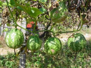 Quả qua lâu (chưa chín)