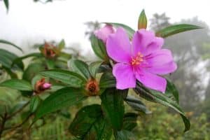 cây mua Kinh nghiệm điều trị khỏi vàng da, trướng bụng