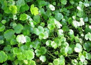 Công dụng của rau má dại rau má mỡ