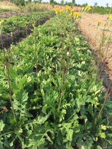 cây thổ tam thất