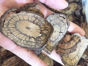 cây xạ đen lại bị làm giả bằng cây dây gắm