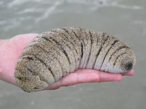 Con đỉa biên tươi Hải sâm