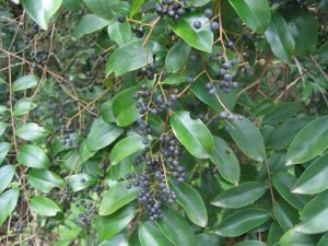 Cây thùn mũn tẩy giun sán