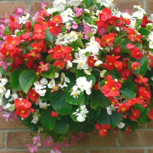 Hoa thu hải đường đỏ và trắng