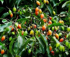 Cây sến và lá sến