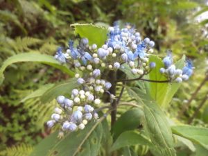 Cây thường sơn Dichroa febrifuga