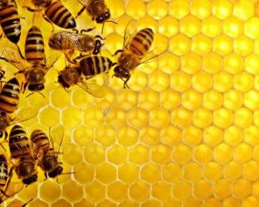 Sáp ong - vị thuốc dân gian