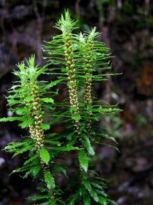 cây thạch tùng răng cưa