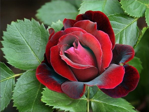 Cánh hoa hồng nhung