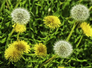 Bồ công anh thấp