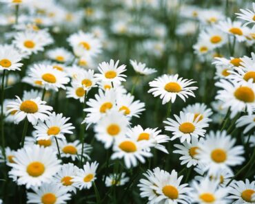 Cúc hoa trắng giúp hạ huyết áp, giải độc và sáng mắt