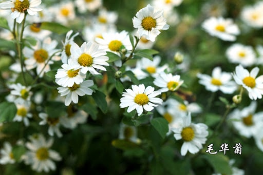 Cúc hoa trắng