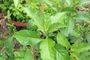 Lá mật gấu nam (lá tươi)