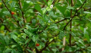 Bùm sụm cây thuốc nam điều trị bệnh vô sinh